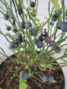 Vaccinium myrtillus  - Heimische Blaubeere - Wilde Blaubeere 15-30cm